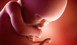Grossesse: Quelles sont les différentes étapes du développement de votre bébé ? post thumbnail image